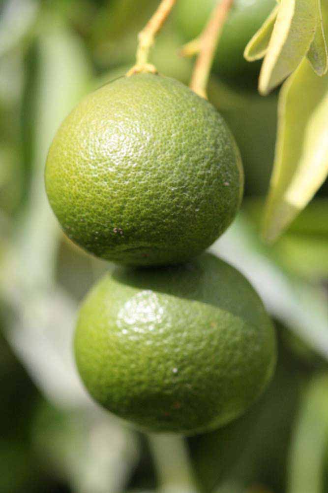            Immature fruit (Riverside, CA)   